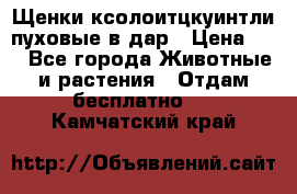 Щенки ксолоитцкуинтли пуховые в дар › Цена ­ 1 - Все города Животные и растения » Отдам бесплатно   . Камчатский край